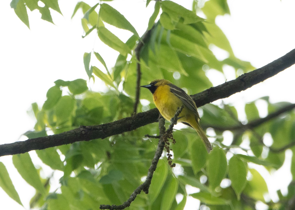 Orchard Oriole - ML578867361