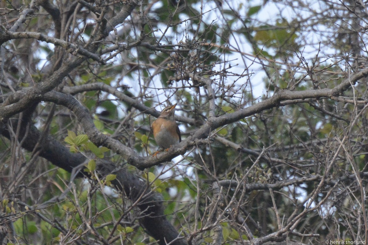 Eyebrowed Thrush - ML57886751