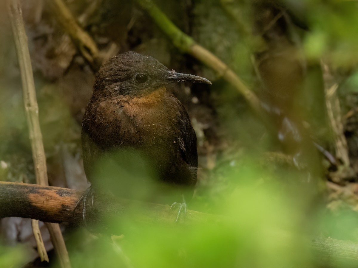 South American Leaftosser (Andean) - ML578868711