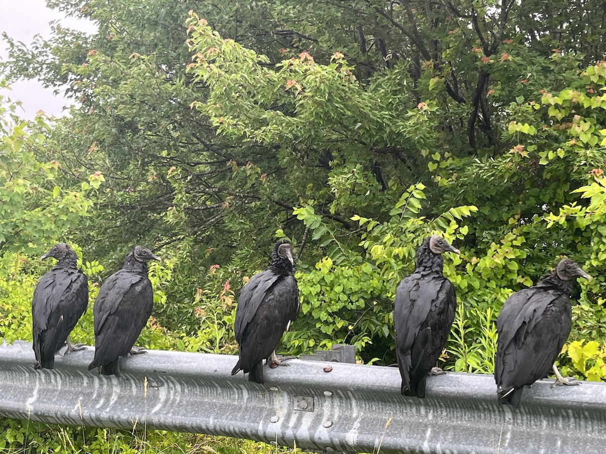 Black Vulture - ML578869441