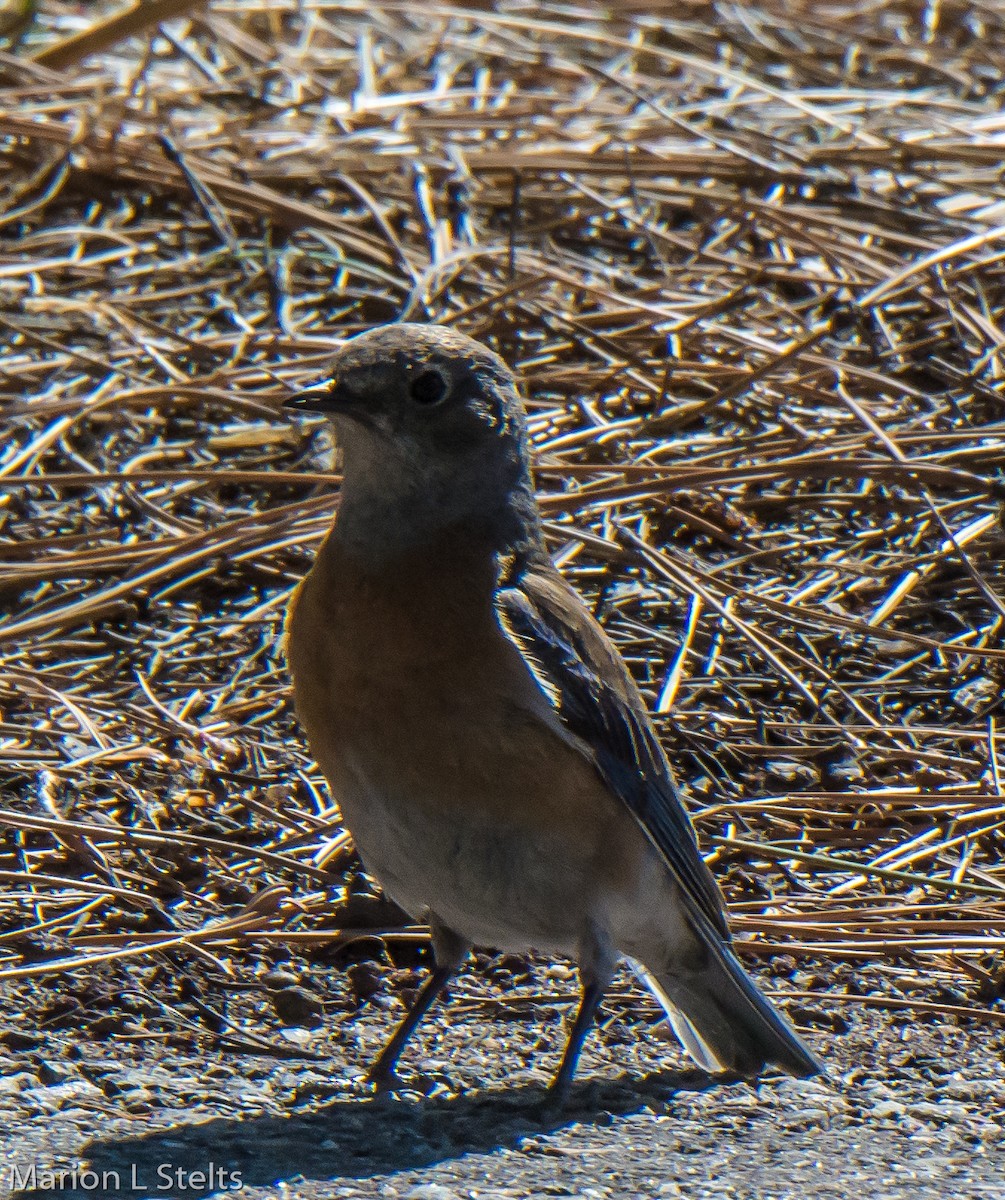 Western Bluebird - Marion Stelts