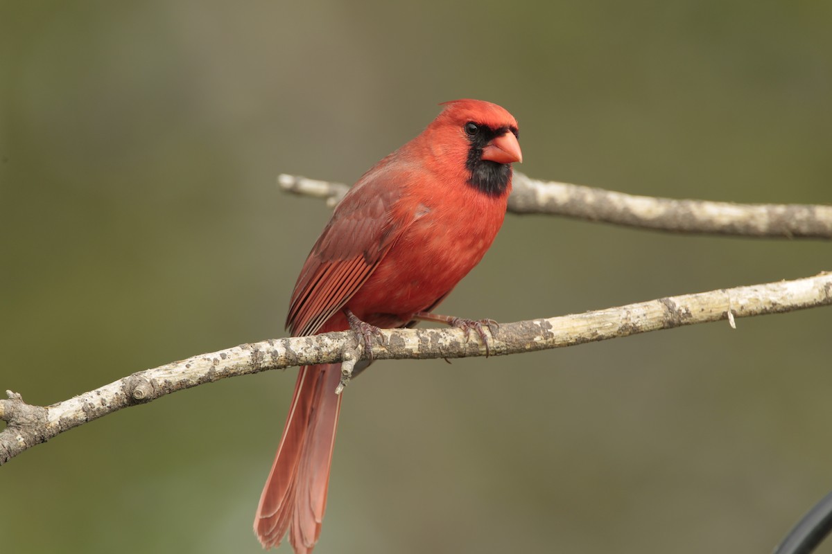 Cardinal rouge - ML57887031
