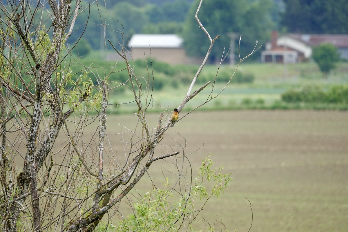Black-headed Grosbeak - ML578870841