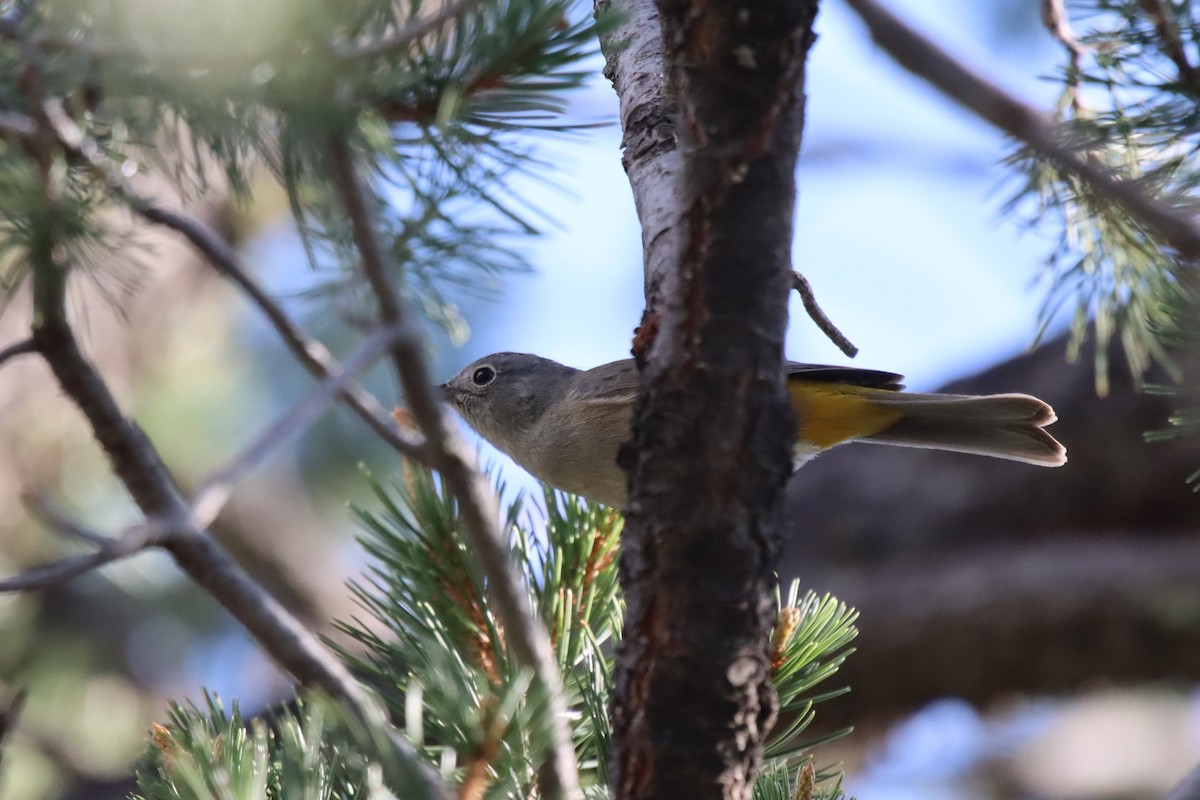 Colima Warbler - ML578873251