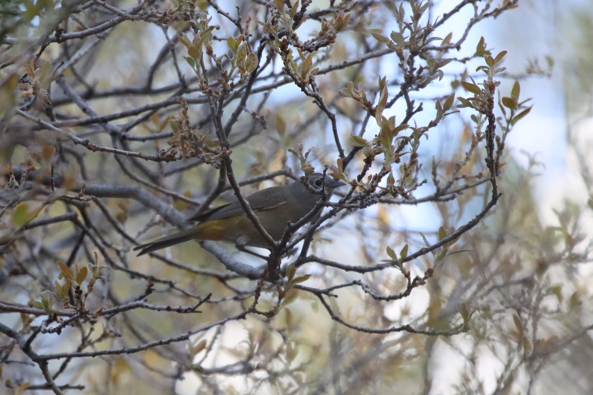 Colima Warbler - ML578873371