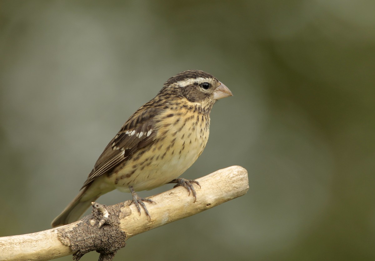 Rose-breasted Grosbeak - James Kinderman