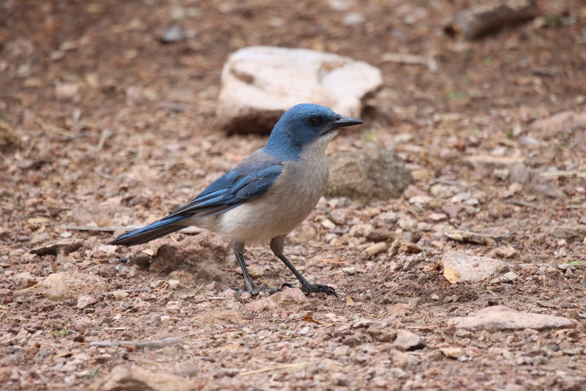 Mexican Jay - ML578875031