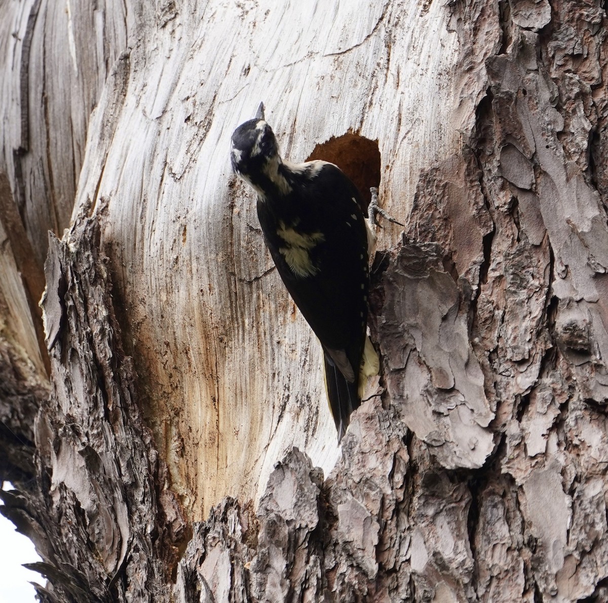 Hairy Woodpecker - ML578875651