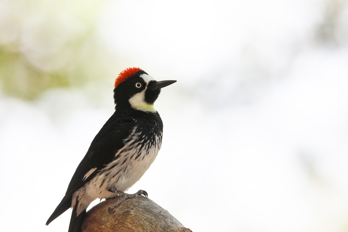 Acorn Woodpecker - Scott Carpenter