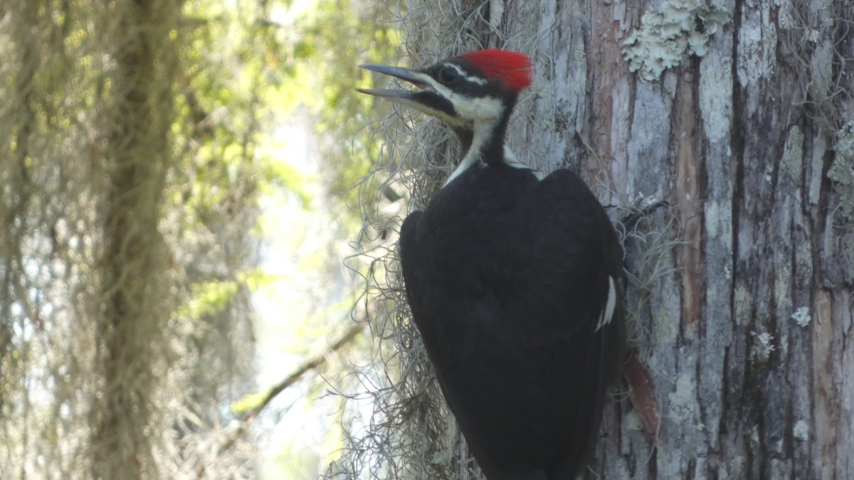 Pileated Woodpecker - ML578875891