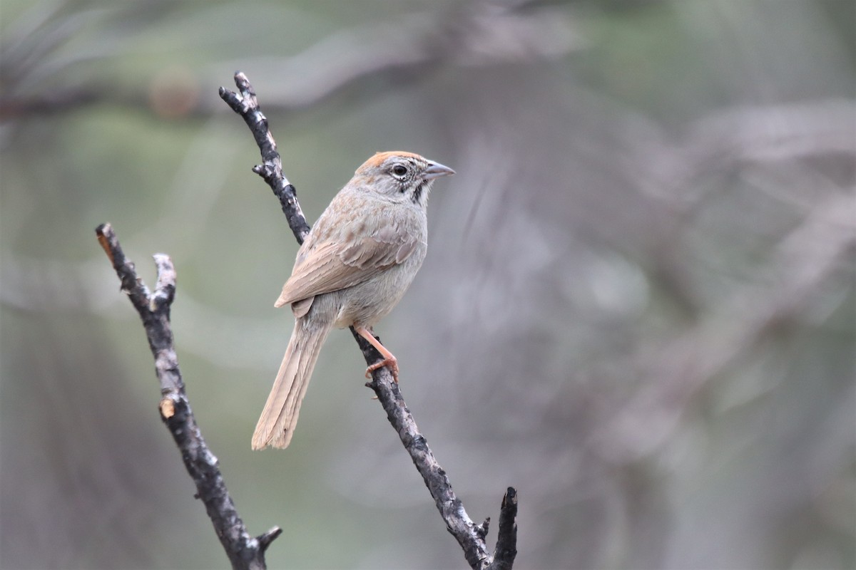 Rufous-crowned Sparrow - ML578876311