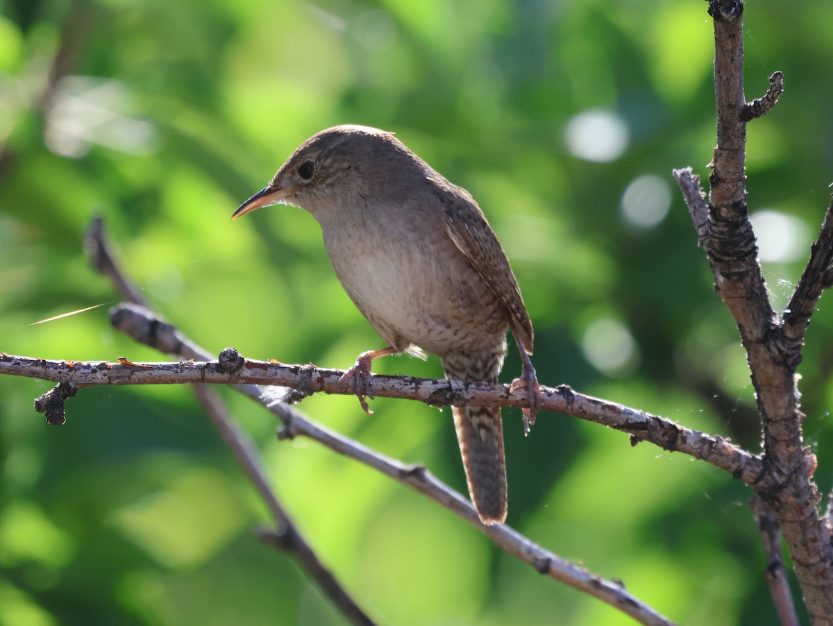 Northern House Wren - ML578878311