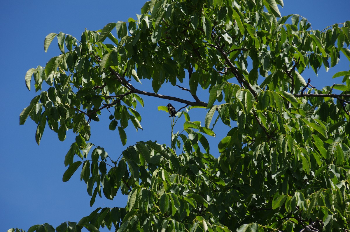 European Goldfinch - ML578878371