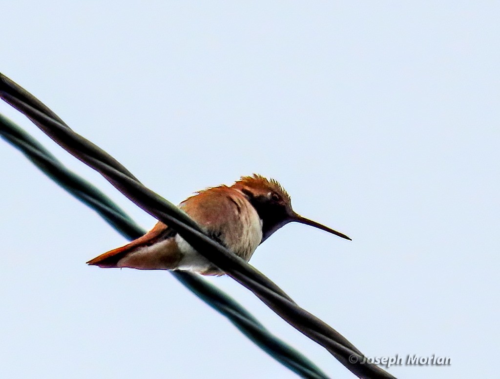 Allen's Hummingbird - ML578879171