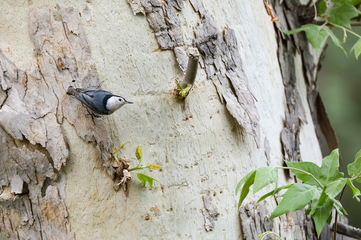 White-breasted Nuthatch - ML578879201