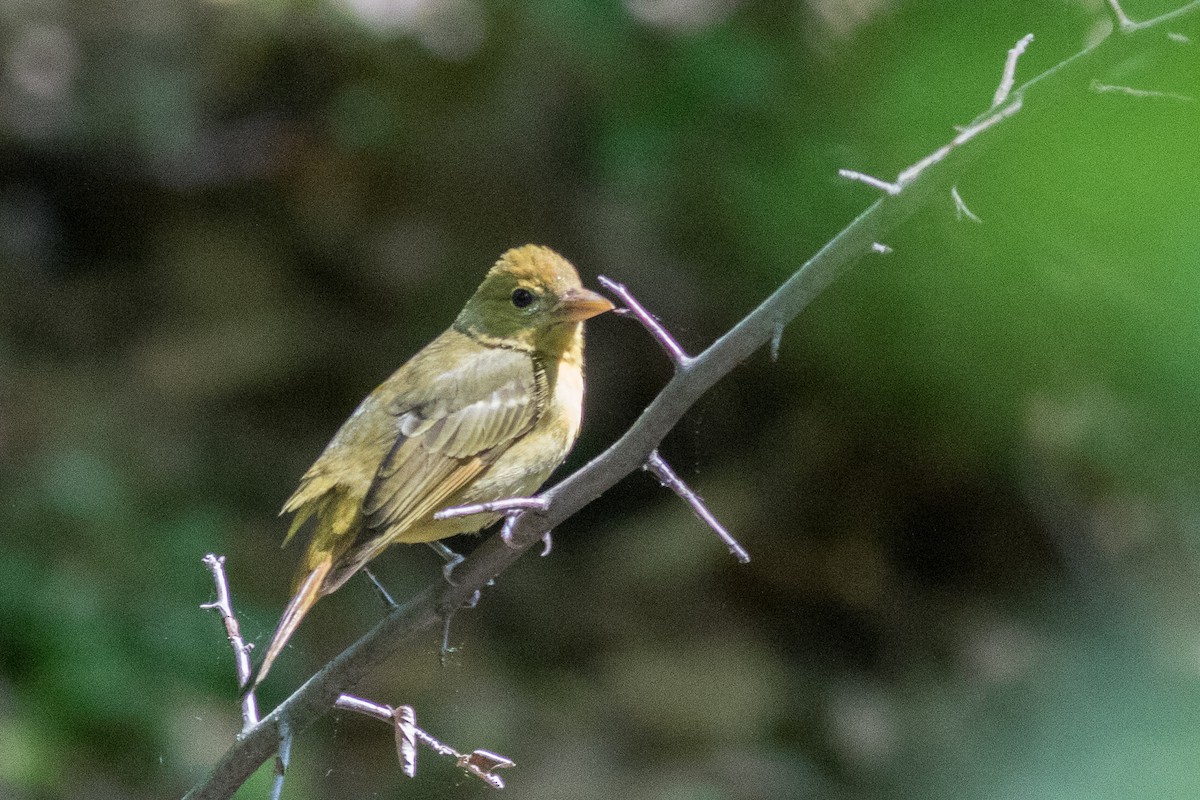 Summer Tanager - ML57887941