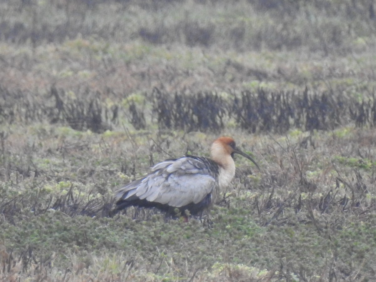 Black-faced Ibis - ML578879561