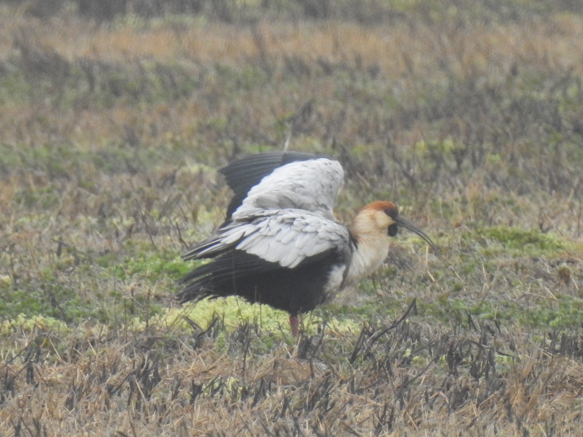 Black-faced Ibis - ML578879601