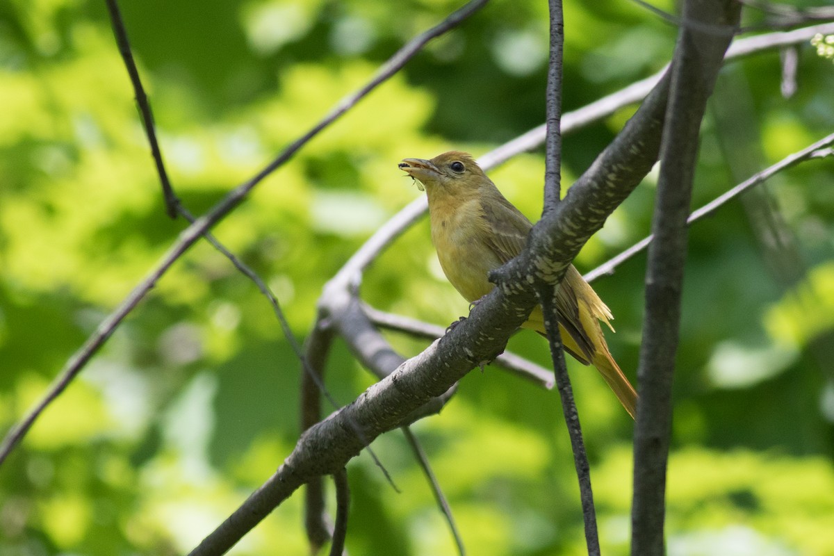 Summer Tanager - ML57887981