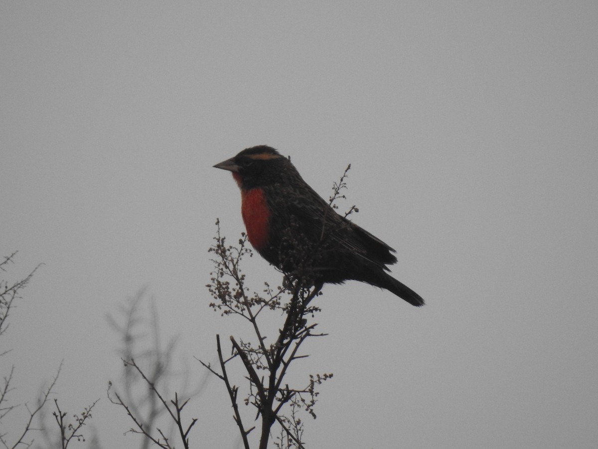 White-browed Meadowlark - ML578880131