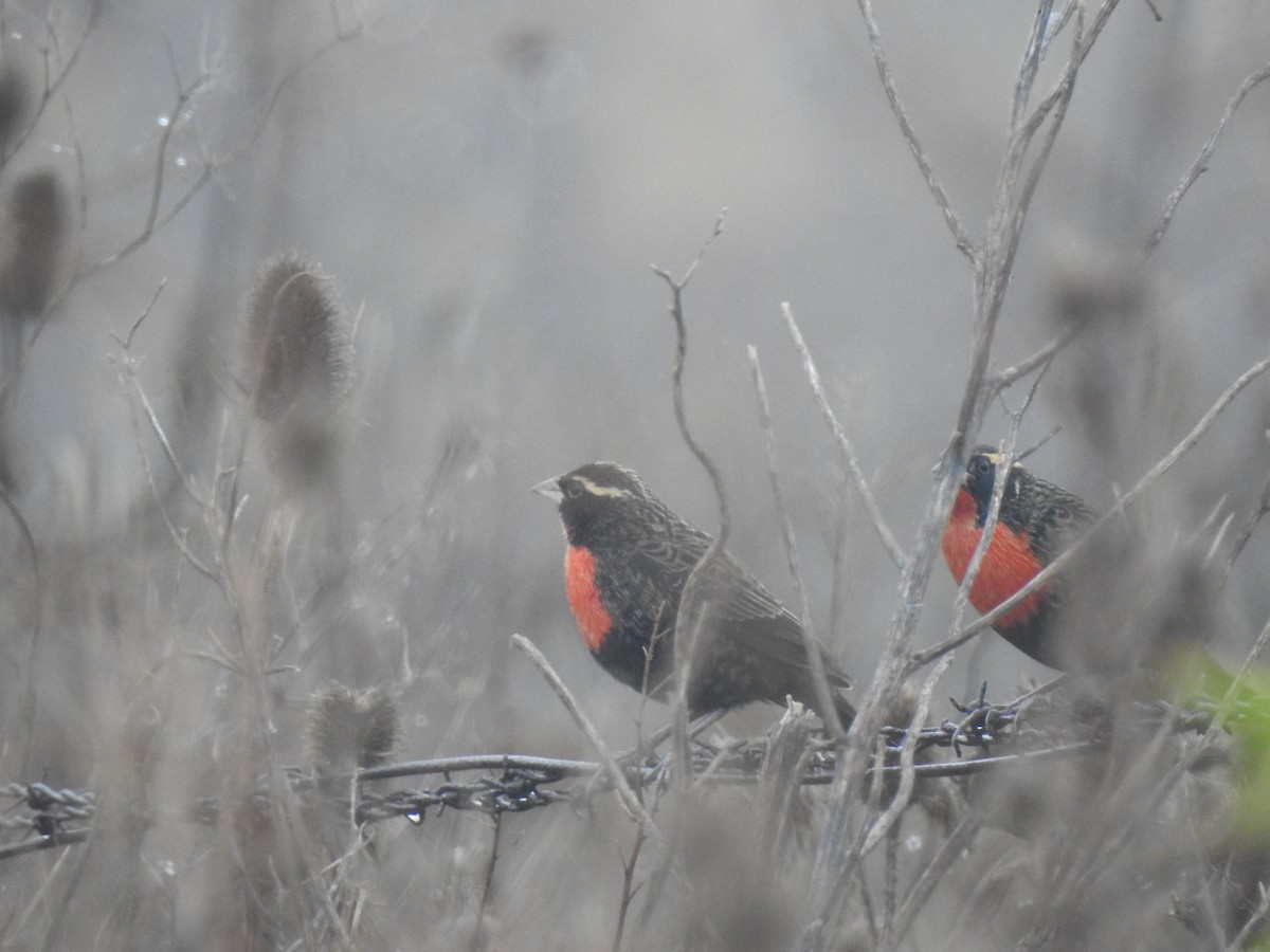 White-browed Meadowlark - ML578880161