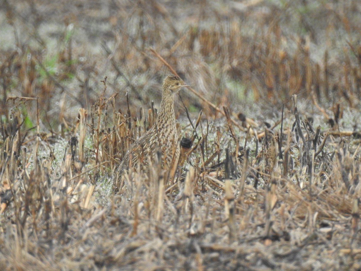 Spotted Nothura - ML578881001