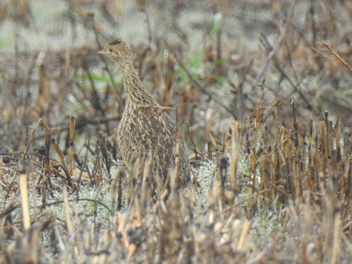 Spotted Nothura - ML578881011