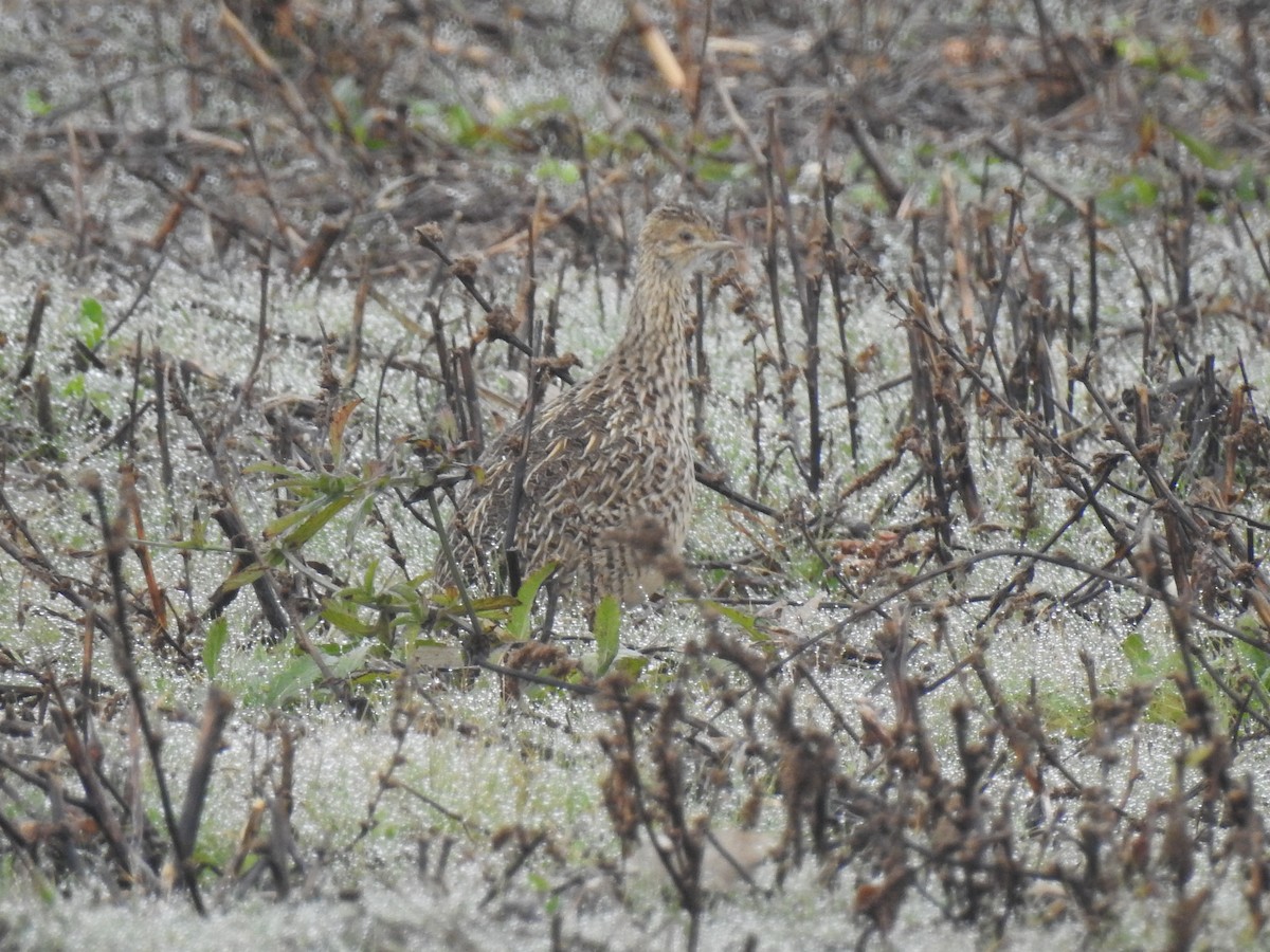 Spotted Nothura - ML578881021