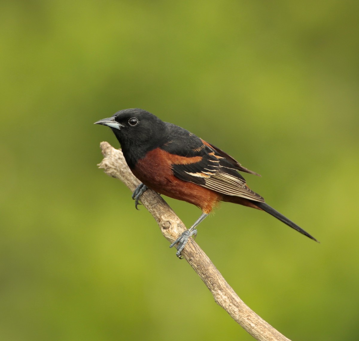 Oriole des vergers - ML57888111