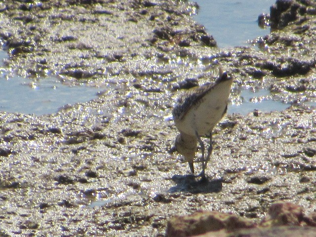 Pacific Golden-Plover - ML578881751