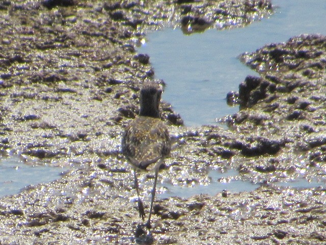 Chorlito Dorado Siberiano - ML578881771