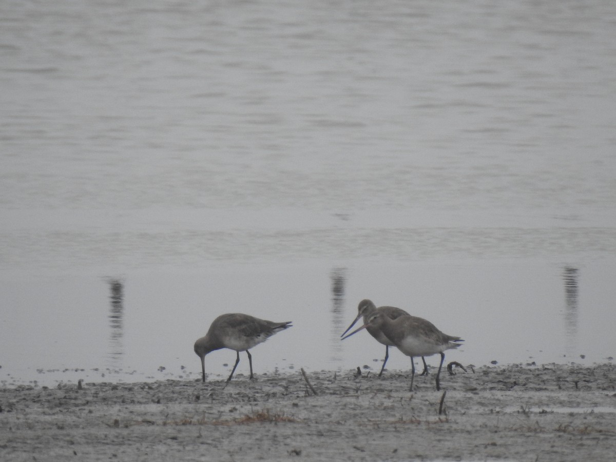 Hudsonian Godwit - ML578881901