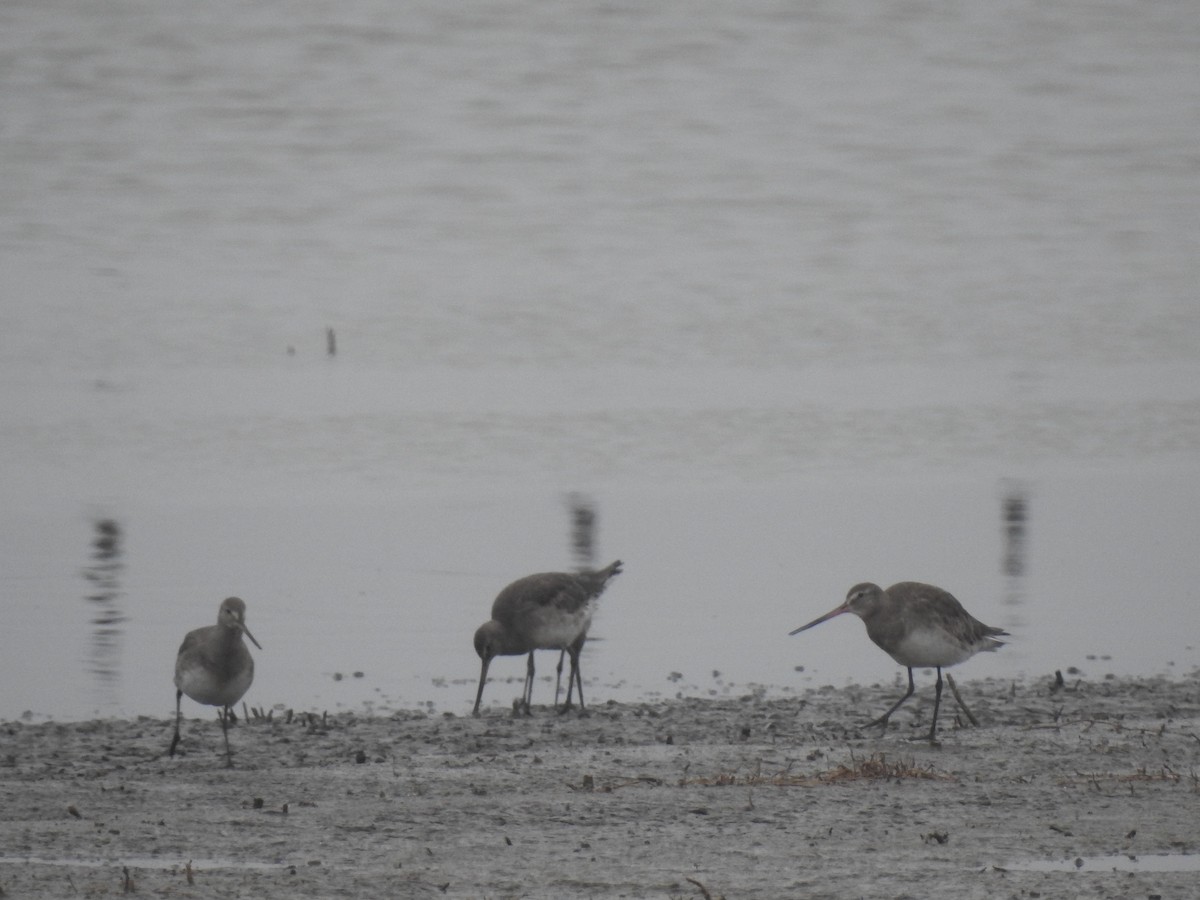Hudsonian Godwit - ML578881911