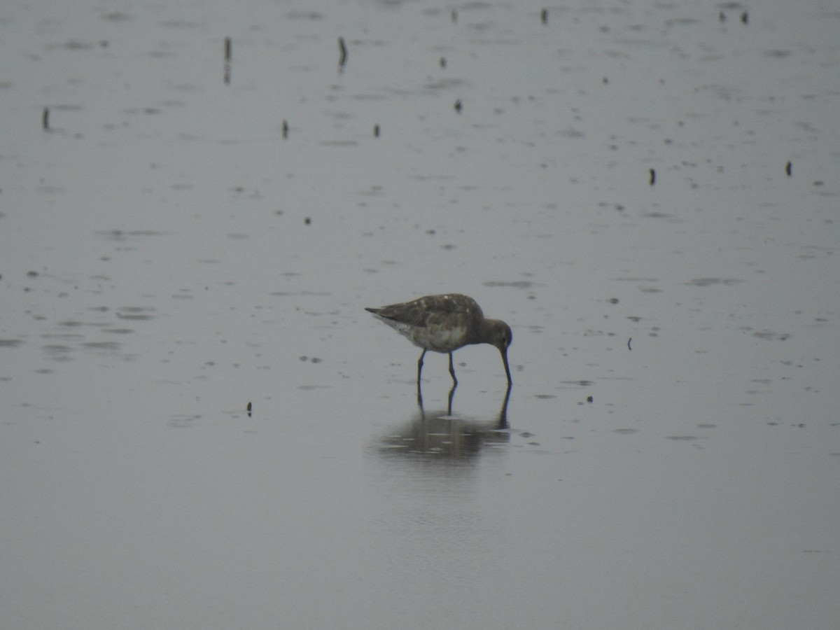 Hudsonian Godwit - ML578881941
