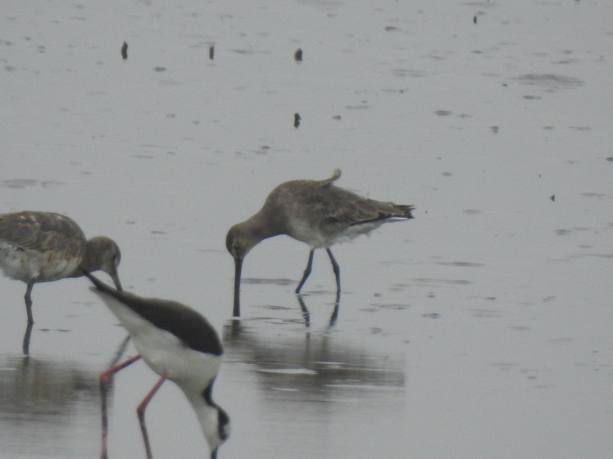 Hudsonian Godwit - ML578881951