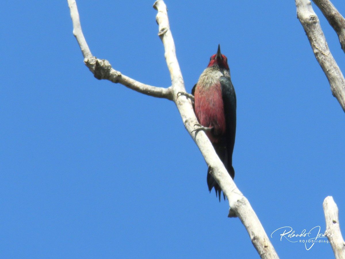 Lewis's Woodpecker - ML578882241
