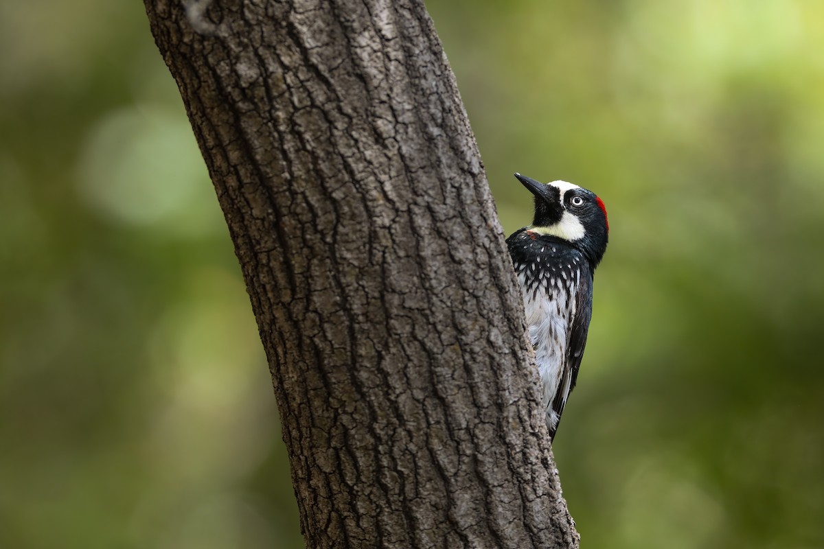 Acorn Woodpecker - ML578882351