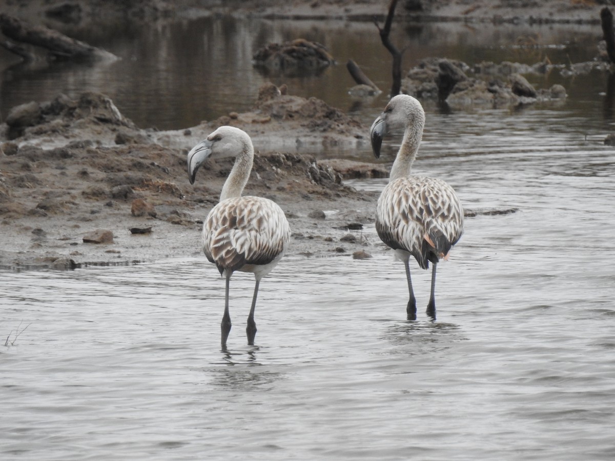 Chilean Flamingo - ML578882381