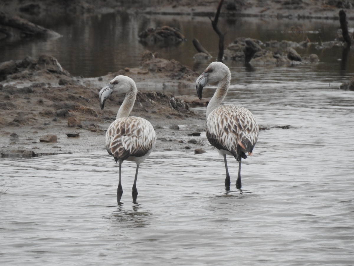 Chilean Flamingo - ML578882391