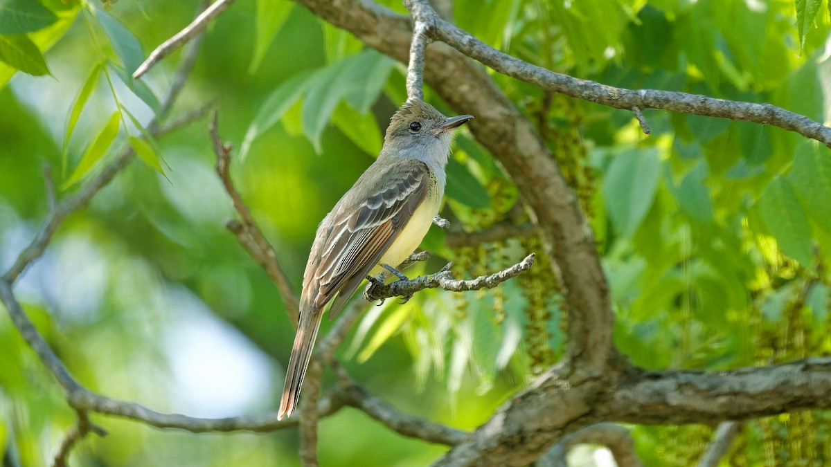Great Crested Flycatcher - ML578882791
