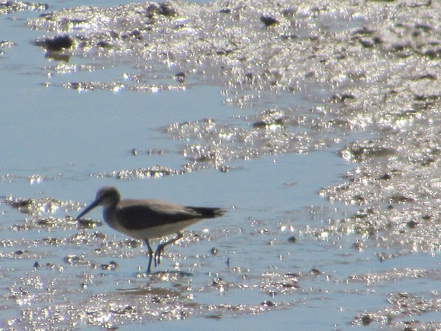 Gray-tailed Tattler - Corban Hemphill