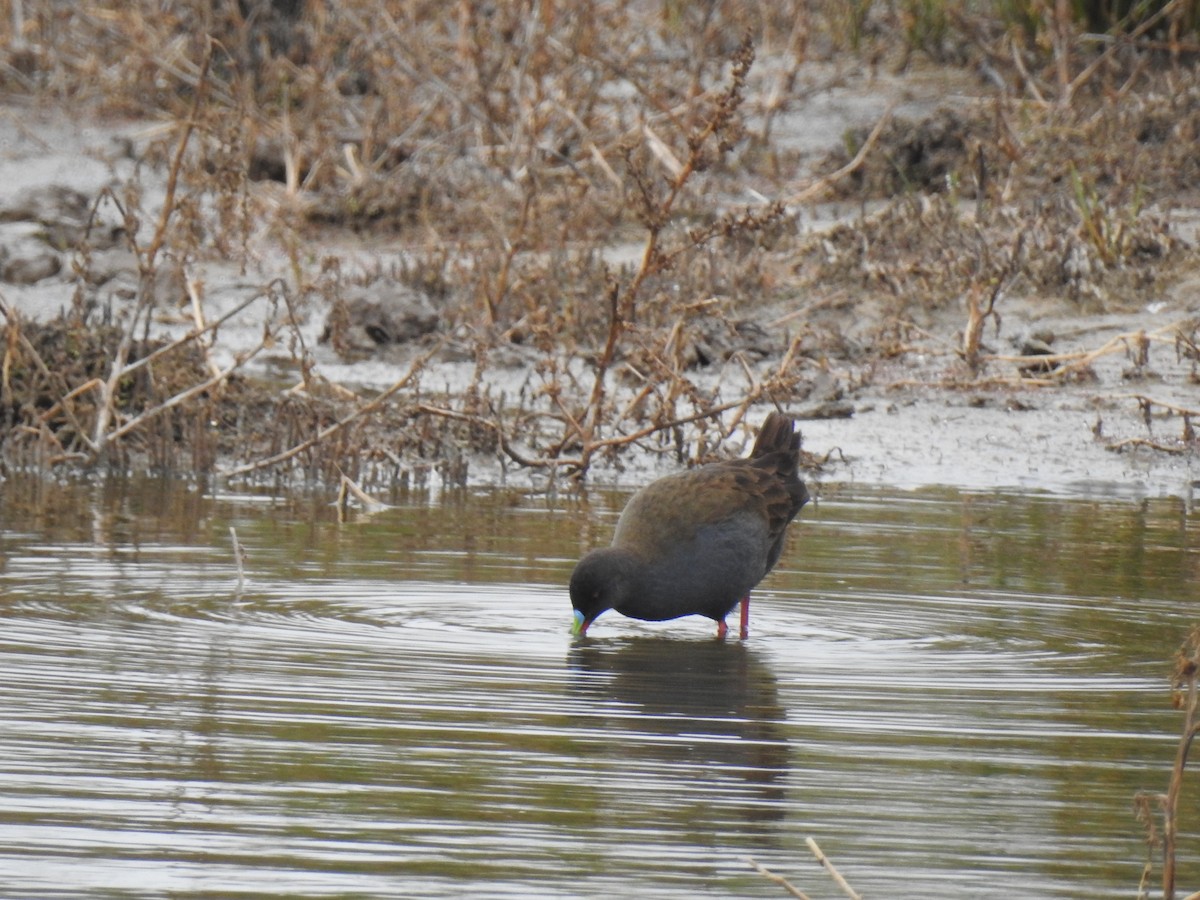 Plumbeous Rail - ML578883111