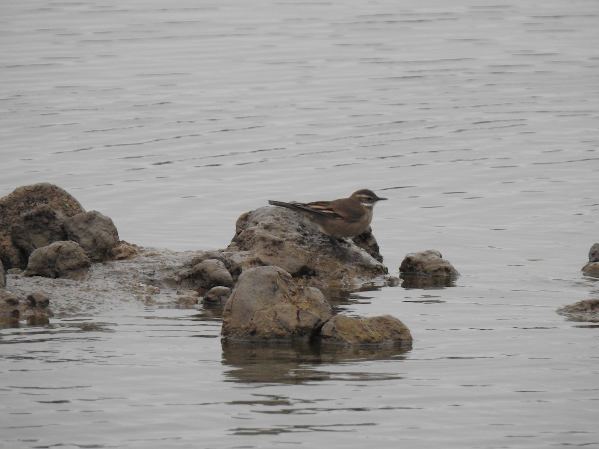 Buff-winged Cinclodes - ML578883771