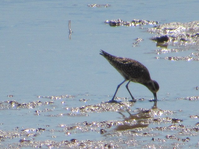 Chorlito Dorado Siberiano - ML578883811