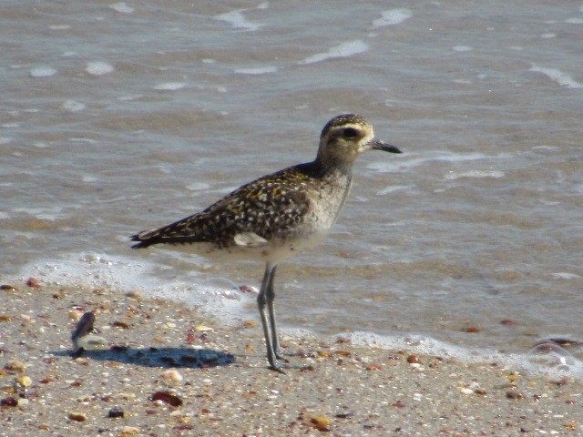 Chorlito Dorado Siberiano - ML578883821