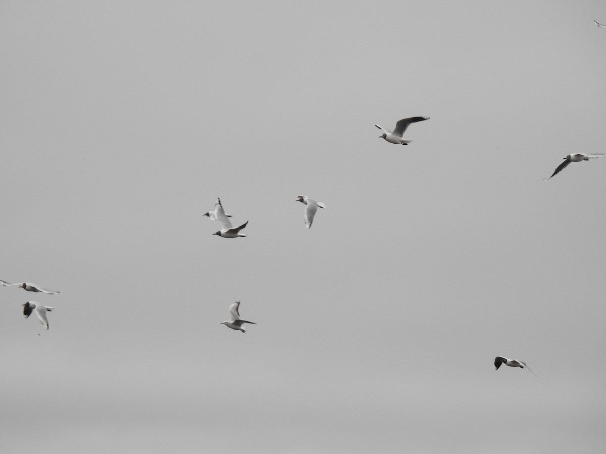 Brown-hooded Gull - ML578885061