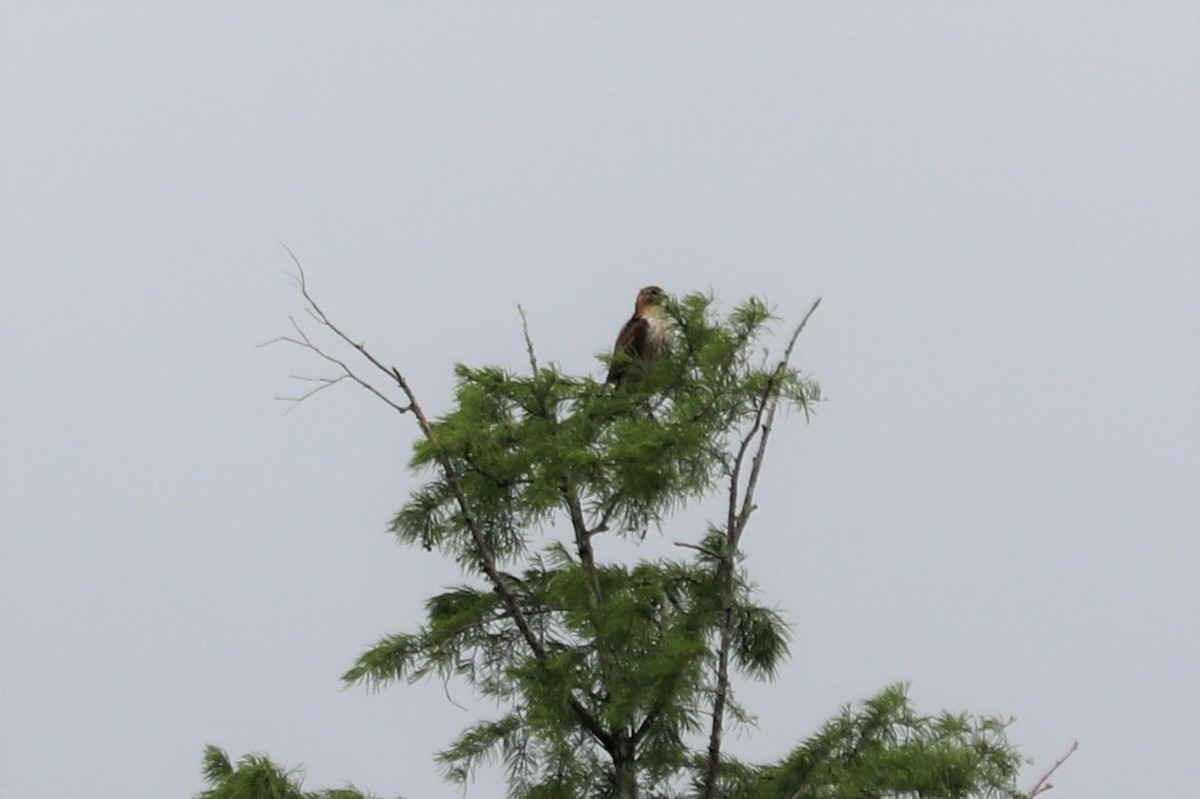 Red-tailed Hawk - Kimberlie Dewey