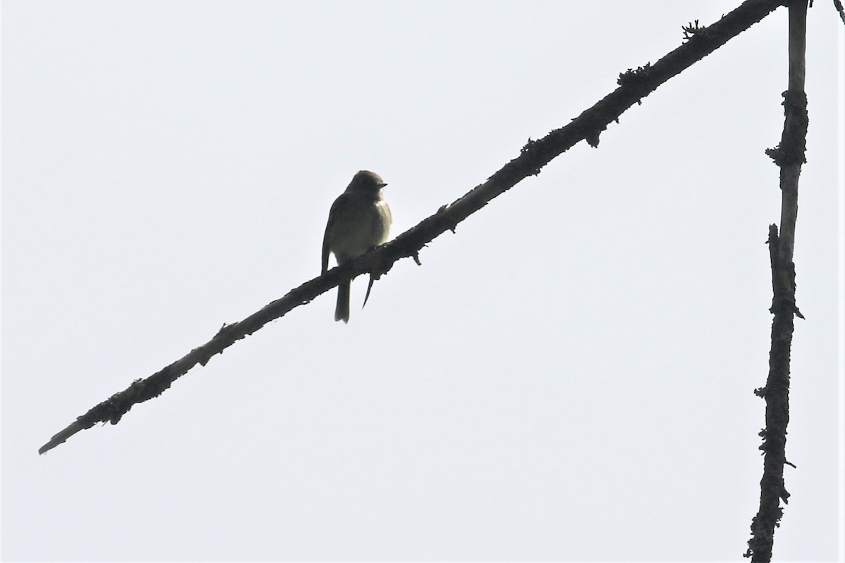 Hammond's Flycatcher - ML578885271