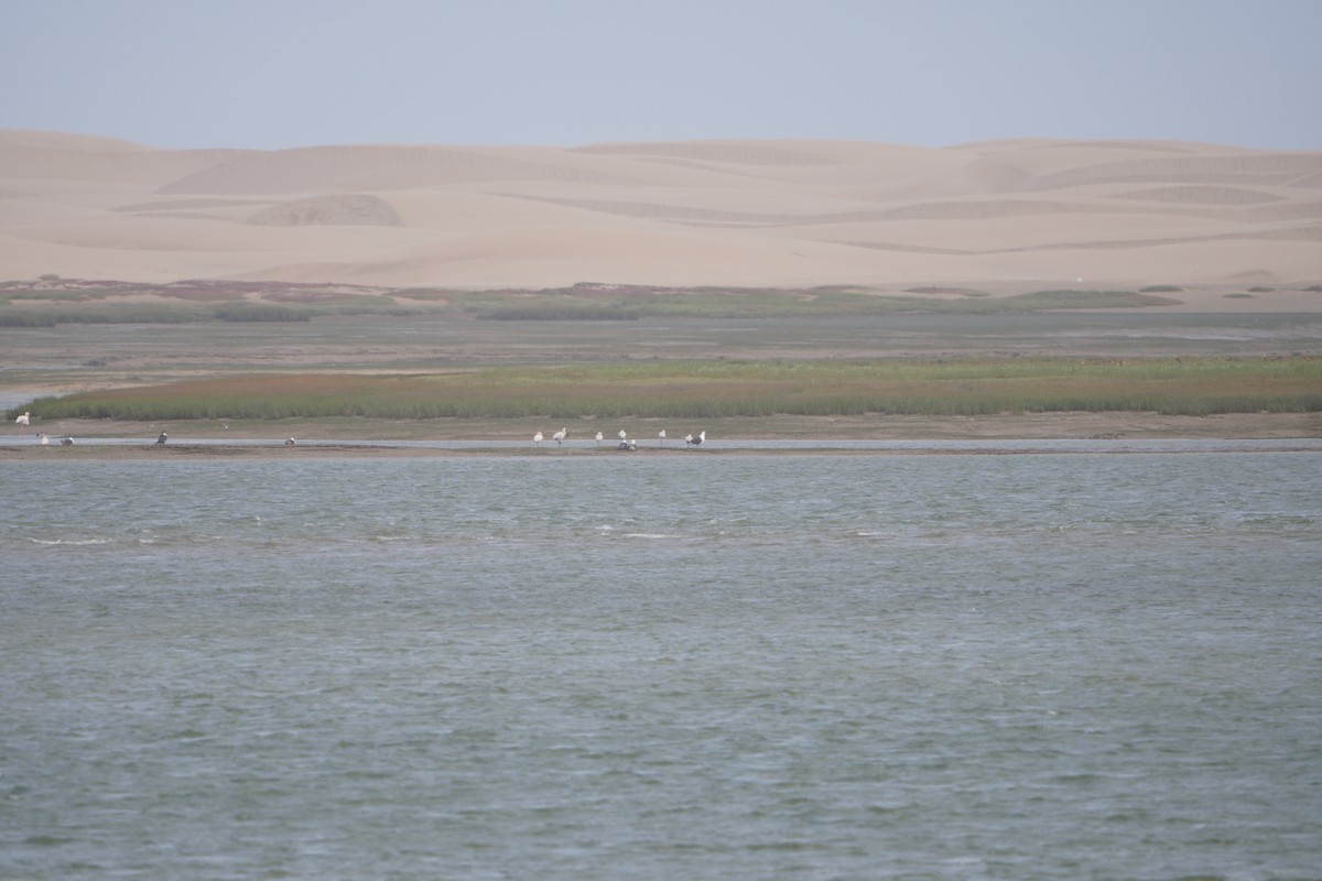 Eurasian Spoonbill - Michael Walter