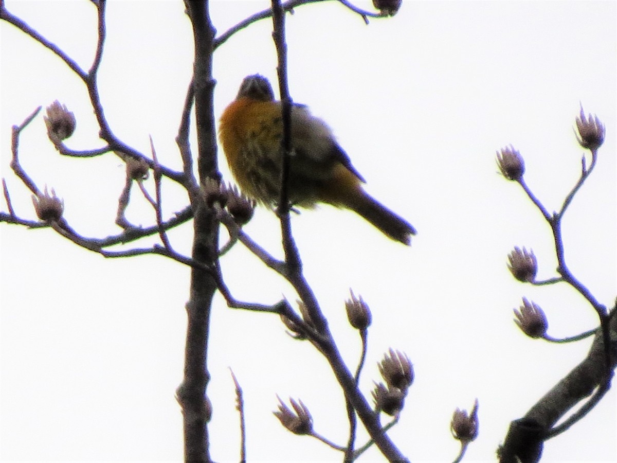 Baltimore Oriole - Kimberlie Dewey